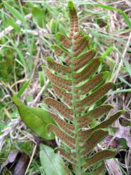 Polypodium vulgare. Abaxial surface of fertile frond showing round, exindusiate sori.
 Image: L.R. Perrie © Te Papa CC BY-NC 3.0 NZ